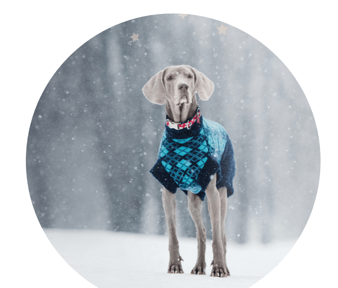 prospekt dezember prospekteinstieg s3 hundejacke 680x579 prospekt dezember prospekteinstieg s3 hundejacke 680x579